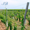 Galvanized Vineyard Poles Grape Stake Post